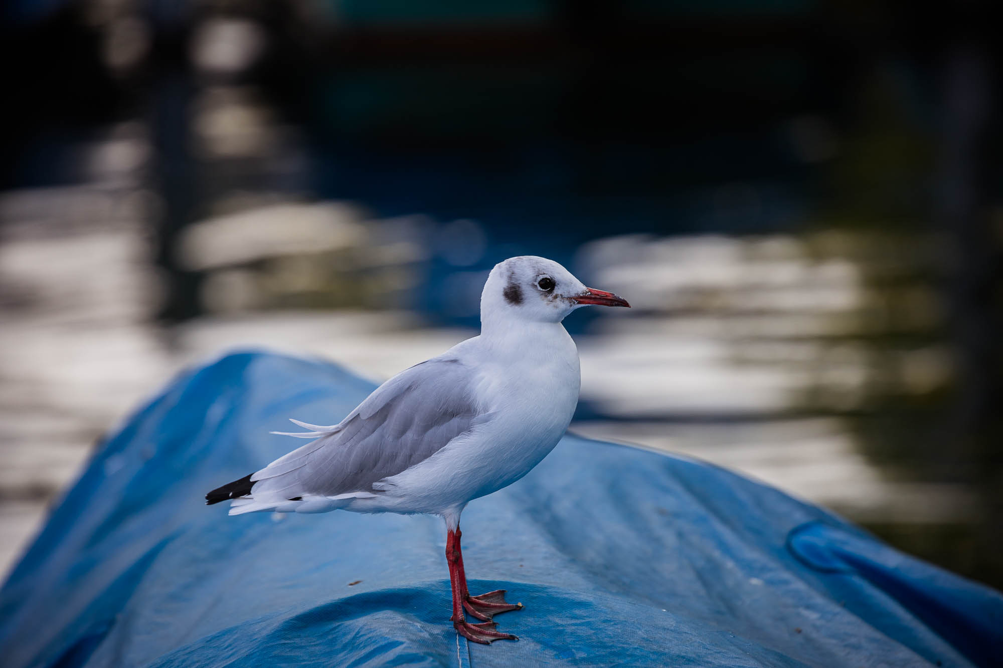 Export x3 5D4 5647 Hochzeit 2020 Chantale & Jürg
